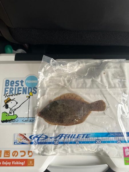 花見🌸カレイ狙い