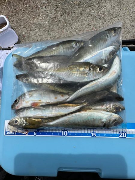 淡路島で、キス狙い