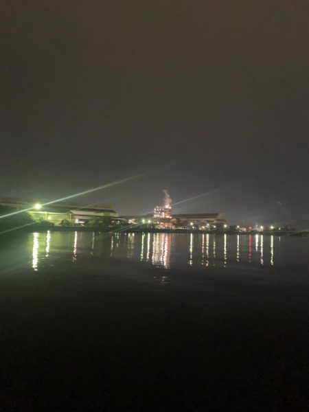 活性が高い！ボラの・・・