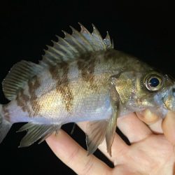 やっと雨も止んだので！