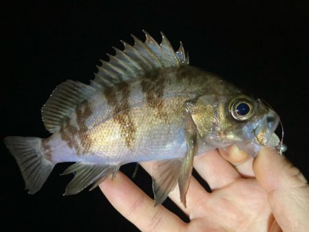 やっと雨も止んだので！