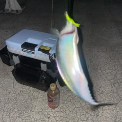 メバリングで真鯛！