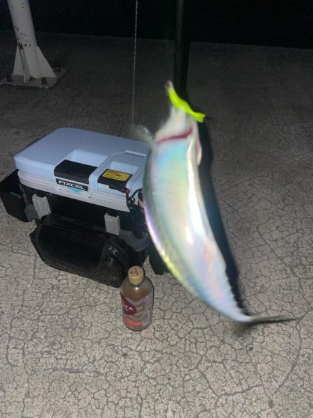 メバリングで真鯛！