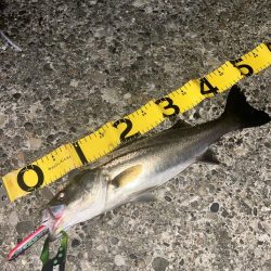 岸和田一文字でバチ抜けシーバスチャレンジ