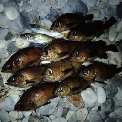 久々のフロートゲーム