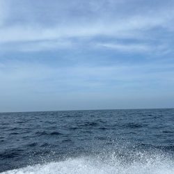 念願の中型青物