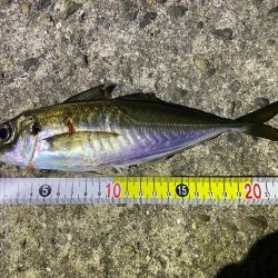 離島アジングとロックフィッシュ