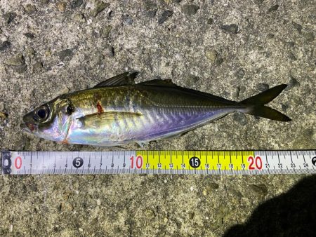 離島アジングとロックフィッシュ