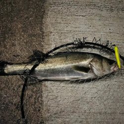 連日の複数ヒット