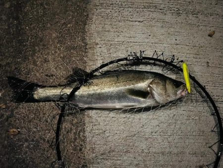 連日の複数ヒット