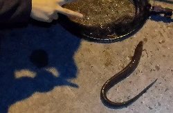 チョイ投げアナゴ!