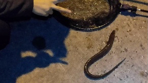 チョイ投げアナゴ!