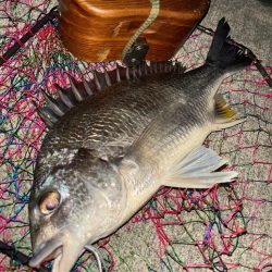 ヘチってきました