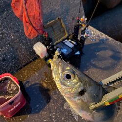 夜カマス後、朝アジ