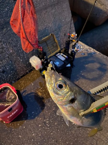 夜カマス後、朝アジ