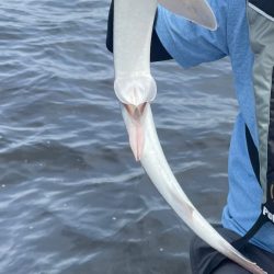 アンカリングのコツを知りたいw