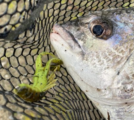 激濁りチニング