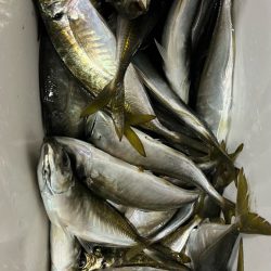 淡路島で釣り🎣
