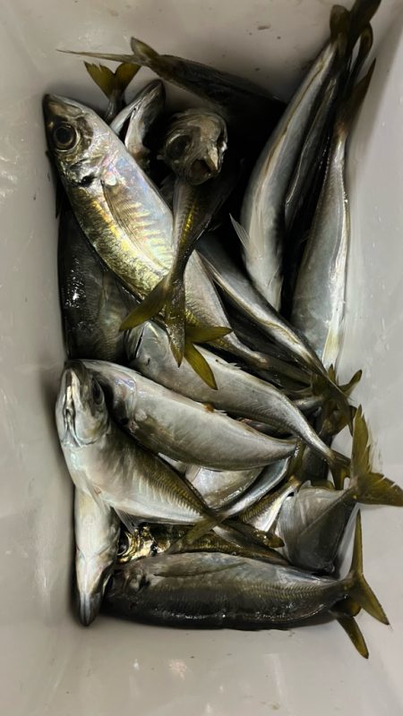 淡路島で釣り🎣