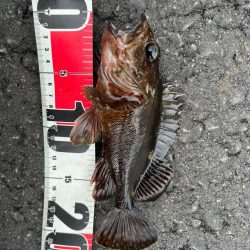 春のライトゲーム