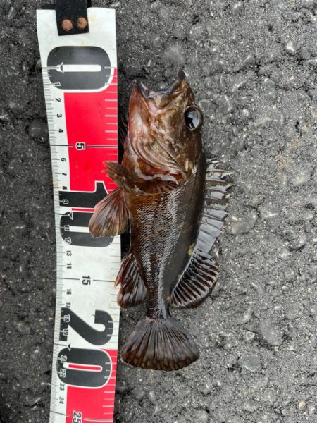 春のライトゲーム