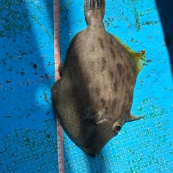 シーズン初カワハギ