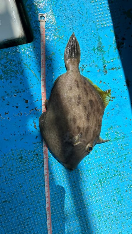 シーズン初カワハギ