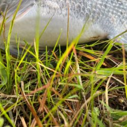 エビ撒き🦐釣れてます