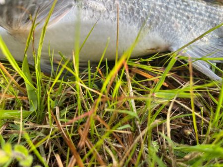 エビ撒き🦐釣れてます