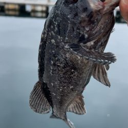 今期最後のサーモンコーナー