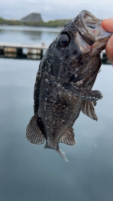 今期最後のサーモンコーナー