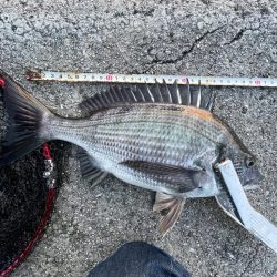 遠投サビキでチヌ⁉️