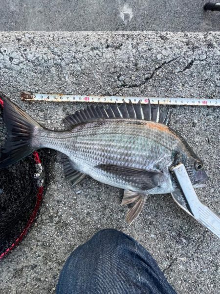 遠投サビキでチヌ⁉️