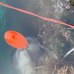 サクラ前線北上中🐟