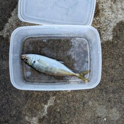 ガシラ好調でした!