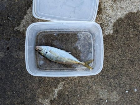 ガシラ好調でした!