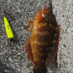 淡路島釣行1日目