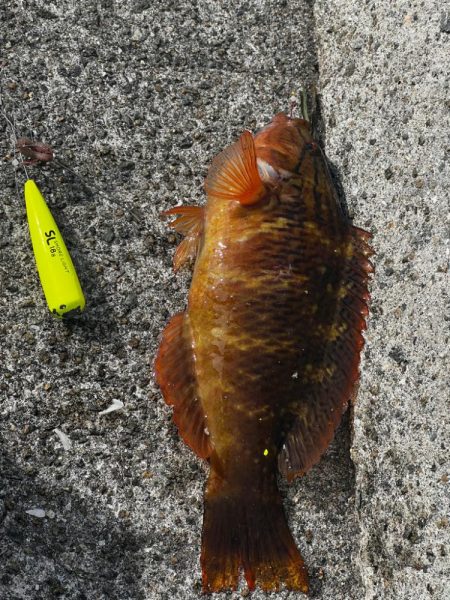 淡路島釣行1日目