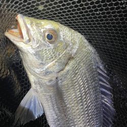 淀川ブリームゲーム