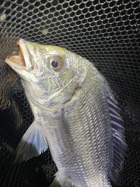 淀川ブリームゲーム