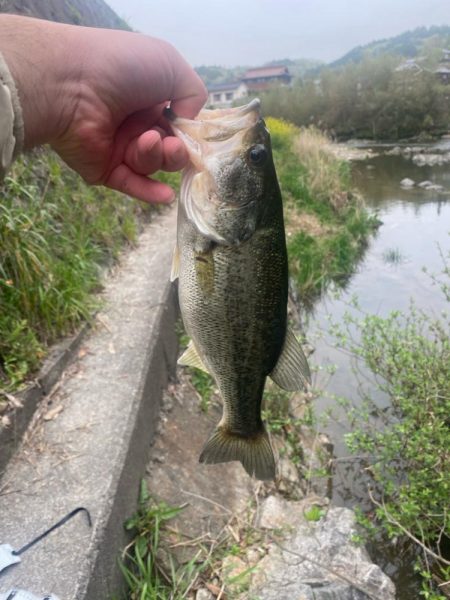 またまた早朝に