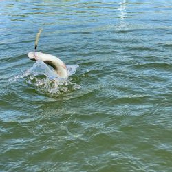 かめプーまだまだ釣れます。