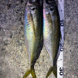 ランガンアジング