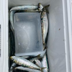 鰯釣りに島へ🏝️