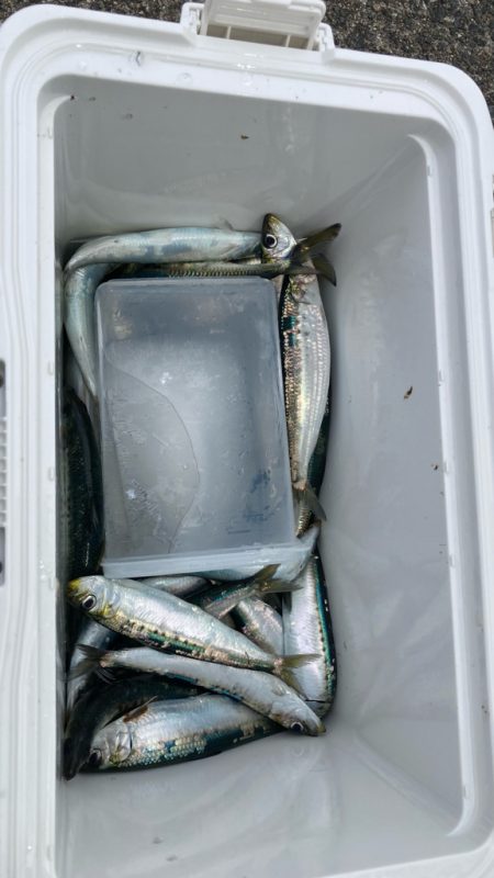 鰯釣りに島へ🏝️