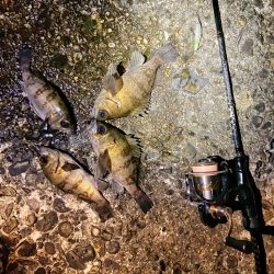 メバプラ始まってます