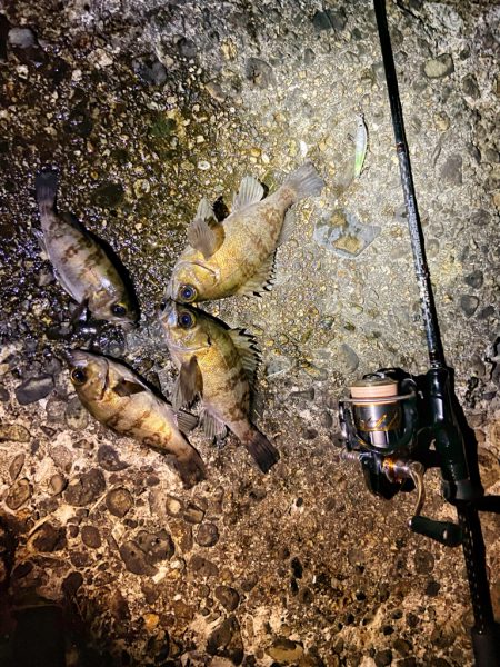 メバプラ始まってます