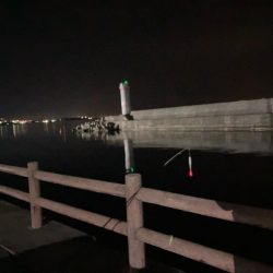 今季最後のヤリイカ