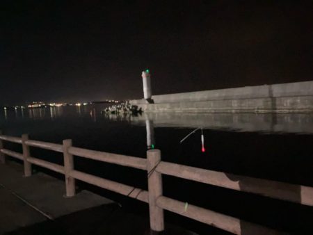 今季最後のヤリイカ