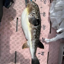 マイボートでノッコミ真鯛狙い!